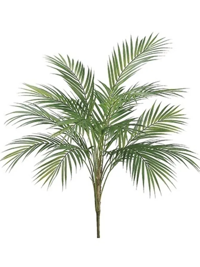 areca_palm_plant__in_0-1.webp Areca Palm Plant 35 in.