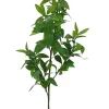 Bay Leaf 37in.