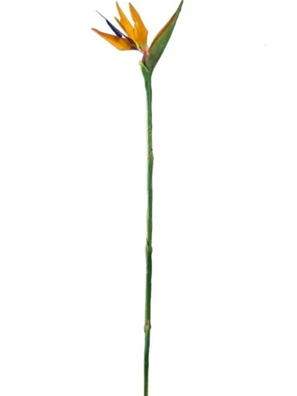 Bird of Paradise 38 in.