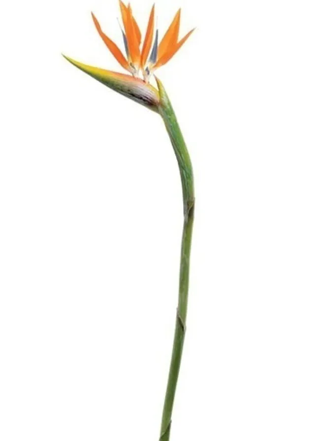 bird_of_paradise__in_oran_0.webp Bird of Paradise 46 in. Orange