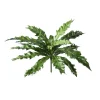 Birds Nest Fern 16.5 in.