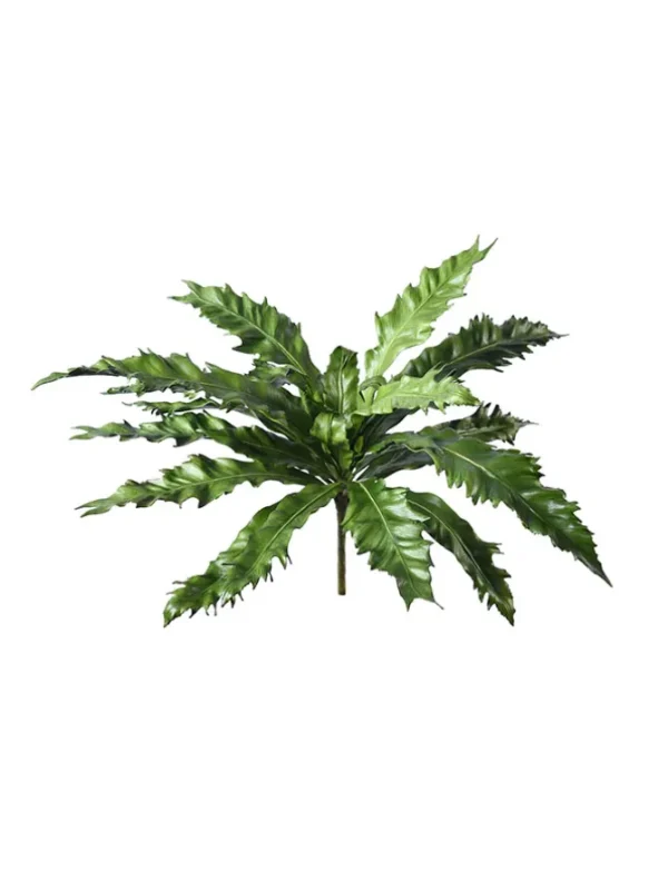 Birds Nest Fern 16.5 in.