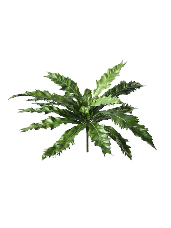 birds_nest_fern__in_0.webp Birds Nest Fern 16.5 in.