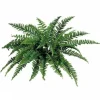 Boston Fern 34 in.