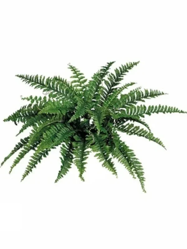 Boston Fern 34 in.
