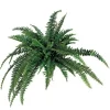 Boston Fern 48 in.