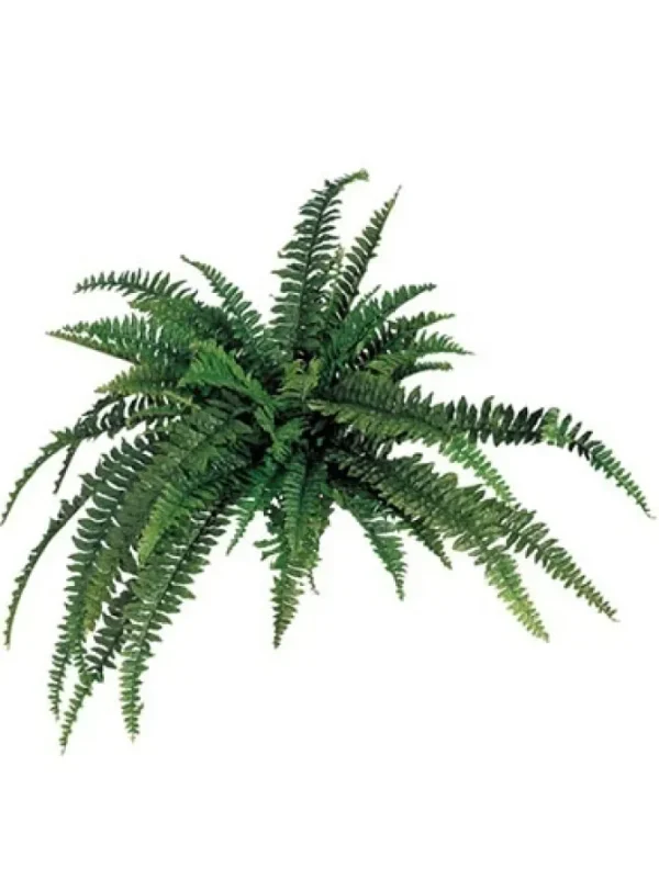Boston Fern 48 in.