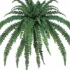 Boston Fern 82 in.