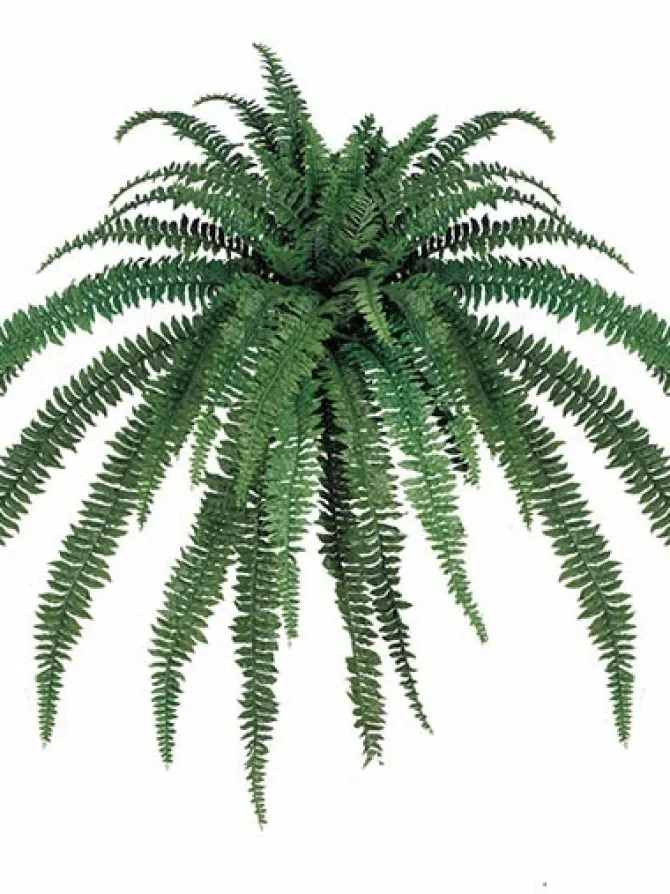 boston_fern__in_0-3.webp Boston Fern 82 in.