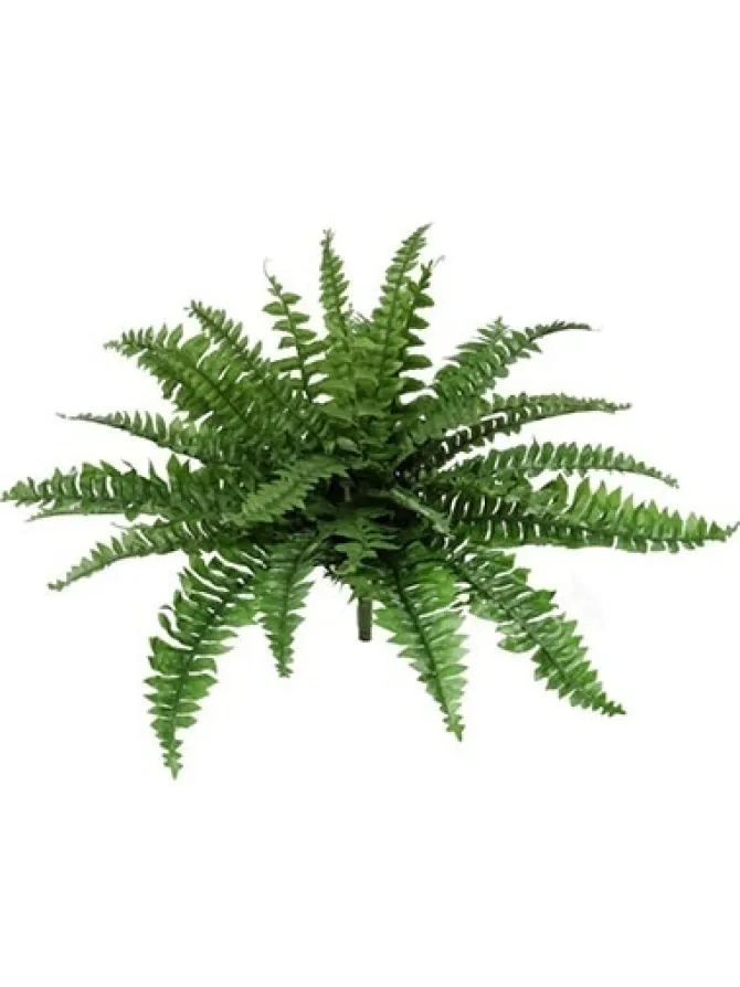 boston_fern__in_0.webp Boston Fern 28 in.