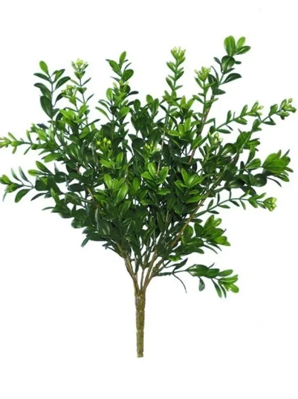 Boxwood Bush Mini 12 in. Green