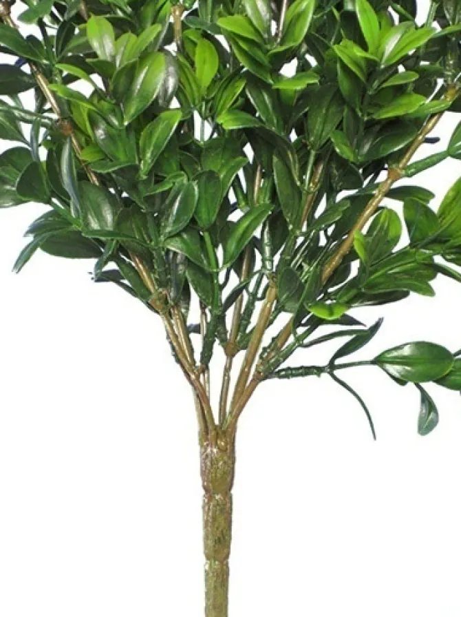 boxwood_bush_mini__in_gre_1.webp Boxwood Bush Mini 12 in. Green