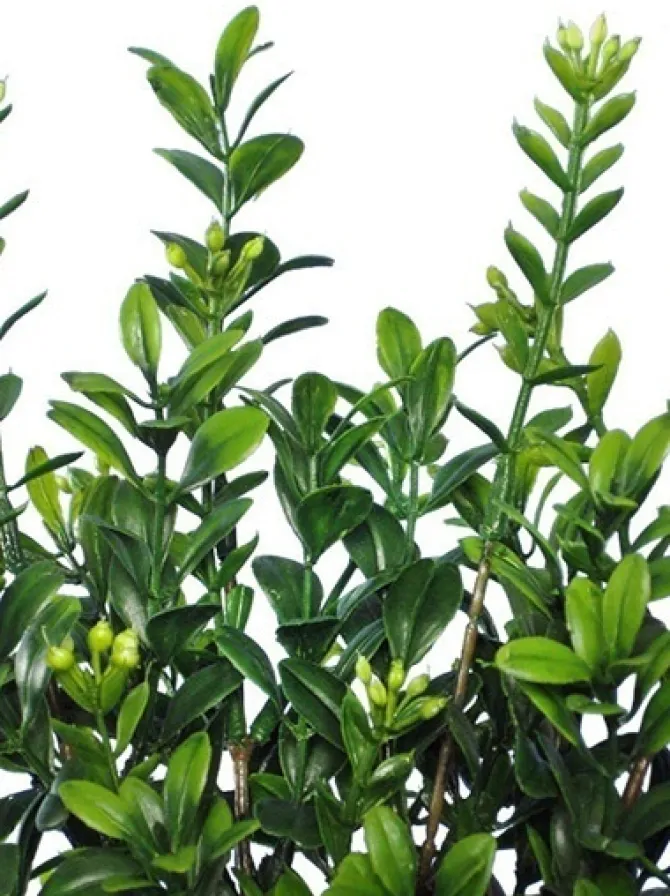 boxwood_bush_mini__in_gre_2.webp Boxwood Bush Mini 12 in. Green