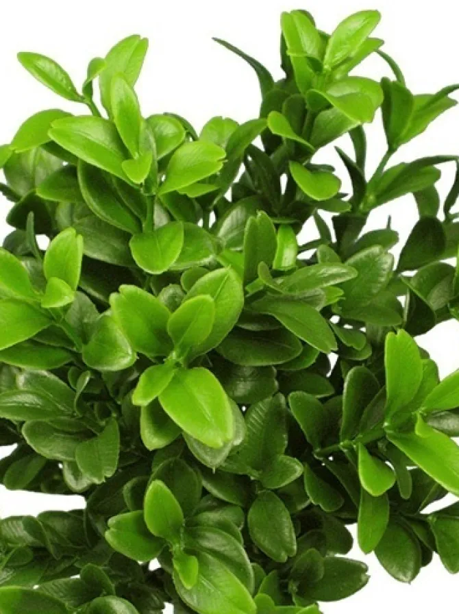 boxwood_spray__in_green_2.webp Boxwood Spray 18.5 in. Green