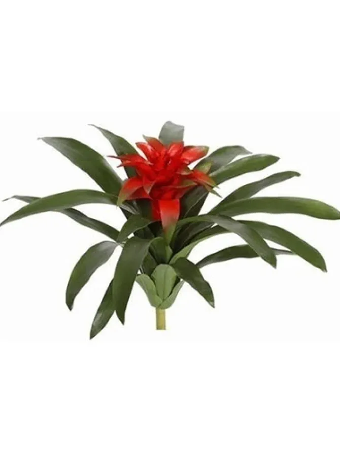 bromeliad__in_0-1.webp Bromeliad 19 in.