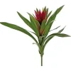 Bromeliad 16 in. Burgundy