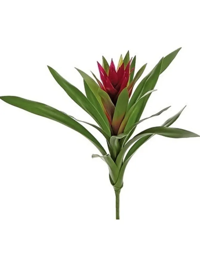 bromeliad__in_burgundy_0.webp Bromeliad 16 in. Burgundy