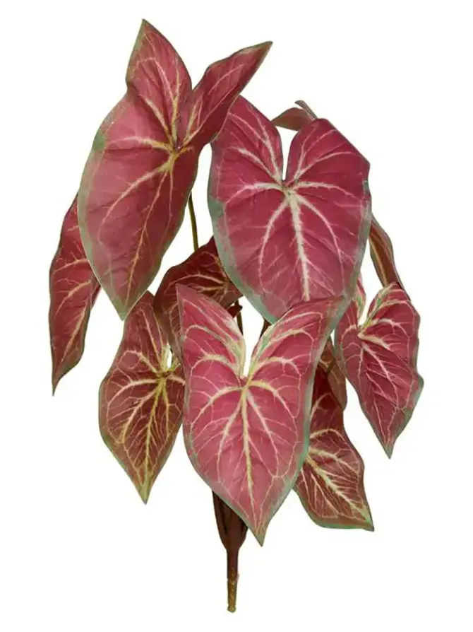 caladium_bush__in_red_0.webp Caladium Bush 15 in. Red