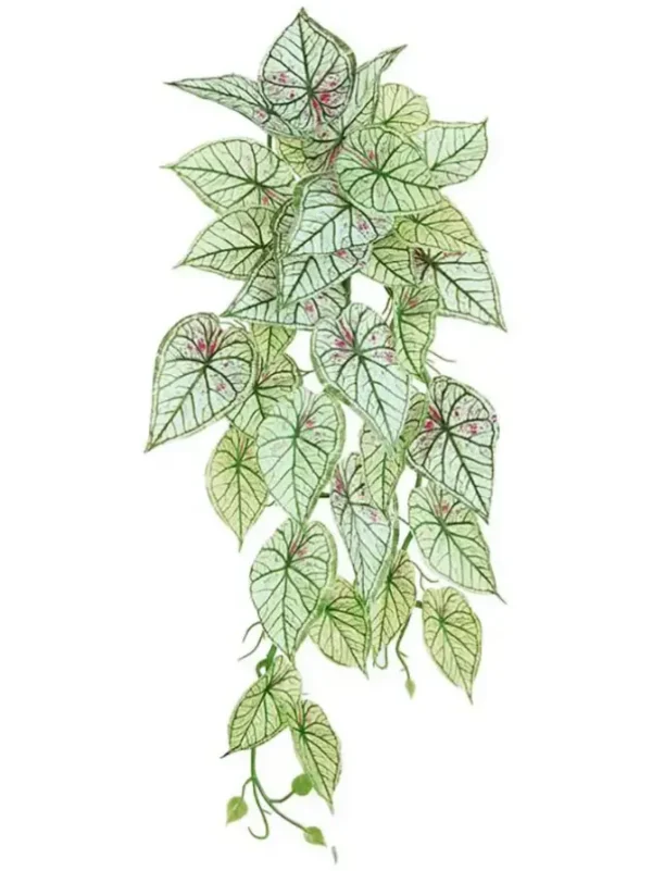 Caladium Hanging Bush 21 in. Pink/Green