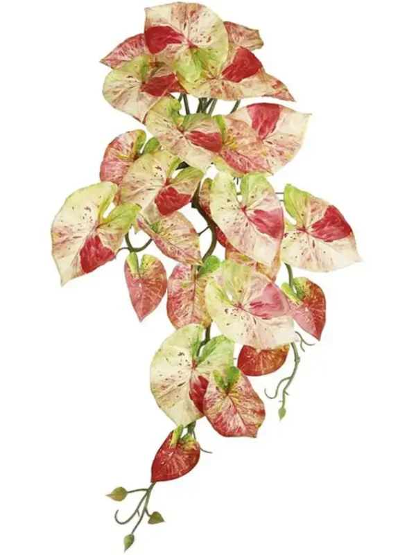 Caladium Hanging Bush 21 in. Pink