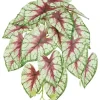 Caladium Leaf Vine 13 in. Bur/Green/White