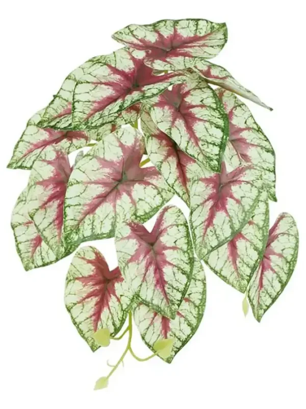 Caladium Leaf Vine 13 in. Bur/Green/White