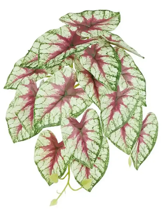 caladium_leaf_vine__in_bu_0.webp Caladium Leaf Vine 13 in. Bur/Green/White