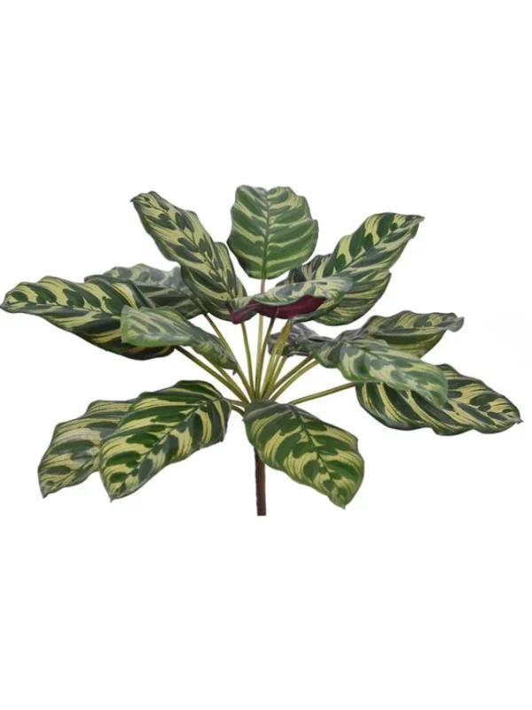 Calathea Makoyana 16 in. Variegated/Purple