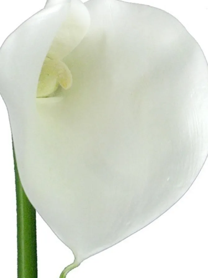 calla_lily__in_white_1.webp Calla Lily 29.5 in. White