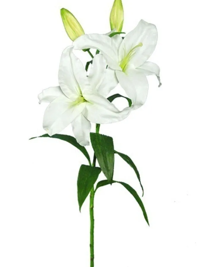 casablanca_lily__in_white_0.webp Casablanca Lily 39 in. White