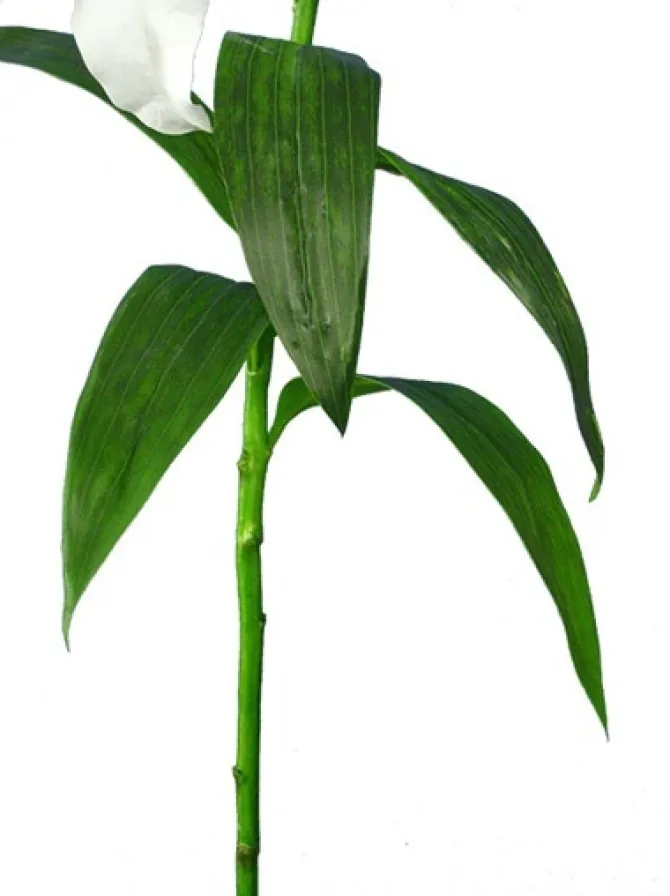 casablanca_lily__in_white_1.webp Casablanca Lily 39 in. White