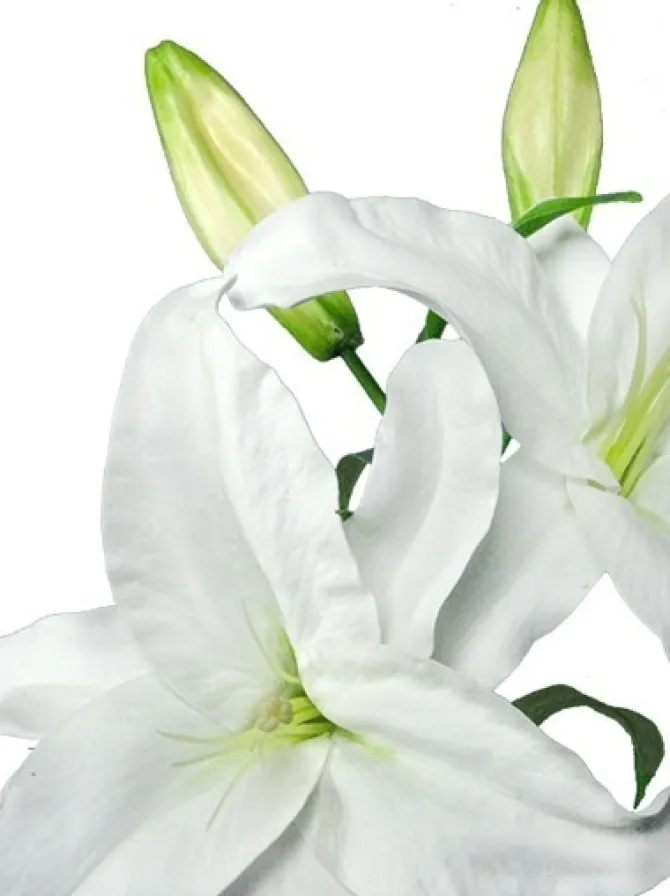 casablanca_lily__in_white_2.webp Casablanca Lily 39 in. White