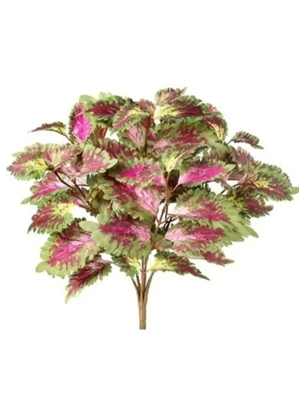 Coleus Bush 18 in. Green / Purple