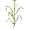 Creeping Plagiomnium 40 in. Green