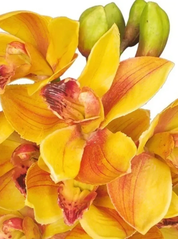 Cymbidium Orchid 19 in. Gold
