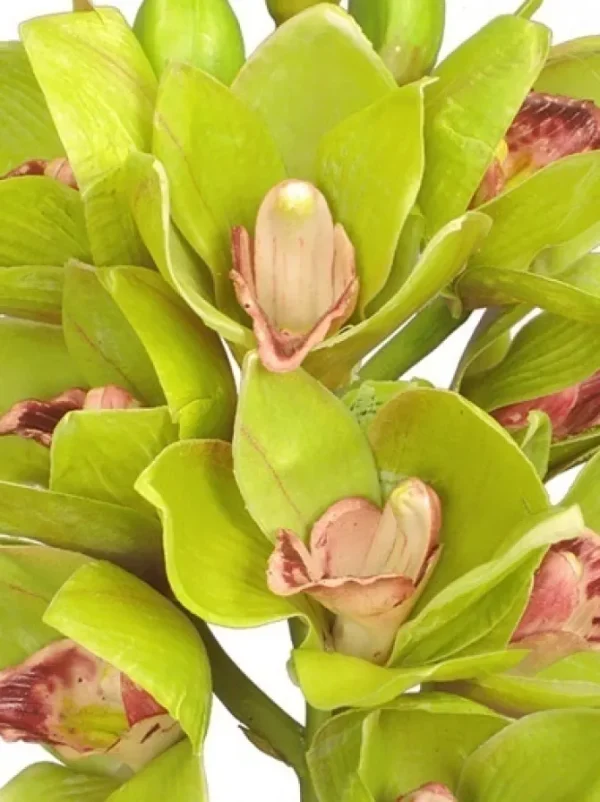 Cymbidium Orchid 19 in. Green