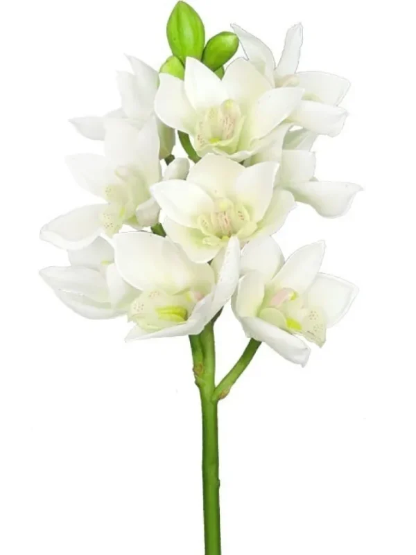 Cymbidium Orchid 19 in. White