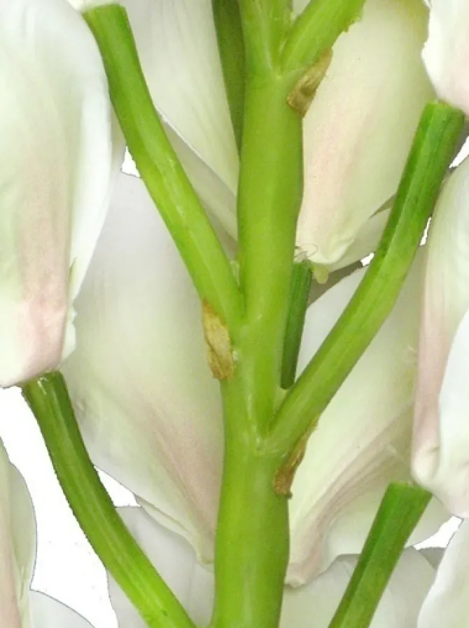 cymbidium_orchid__in_whit_1-1.webp Cymbidium Orchid 41 in. White