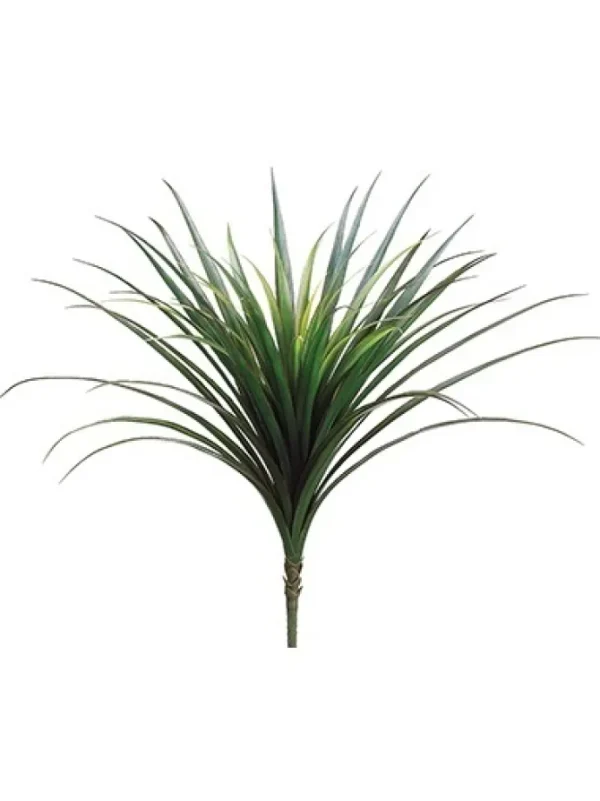 Dracaena Bush 27.5 in. Green / Red