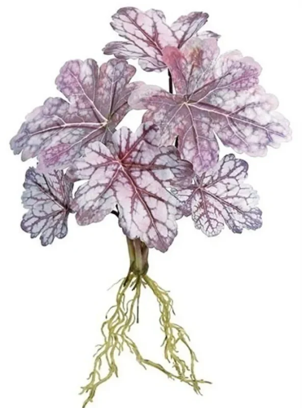 Dragon Coleus Plant 16 in. Burgundy / Mauve
