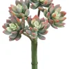 Echeveria 9 in. Green / Red