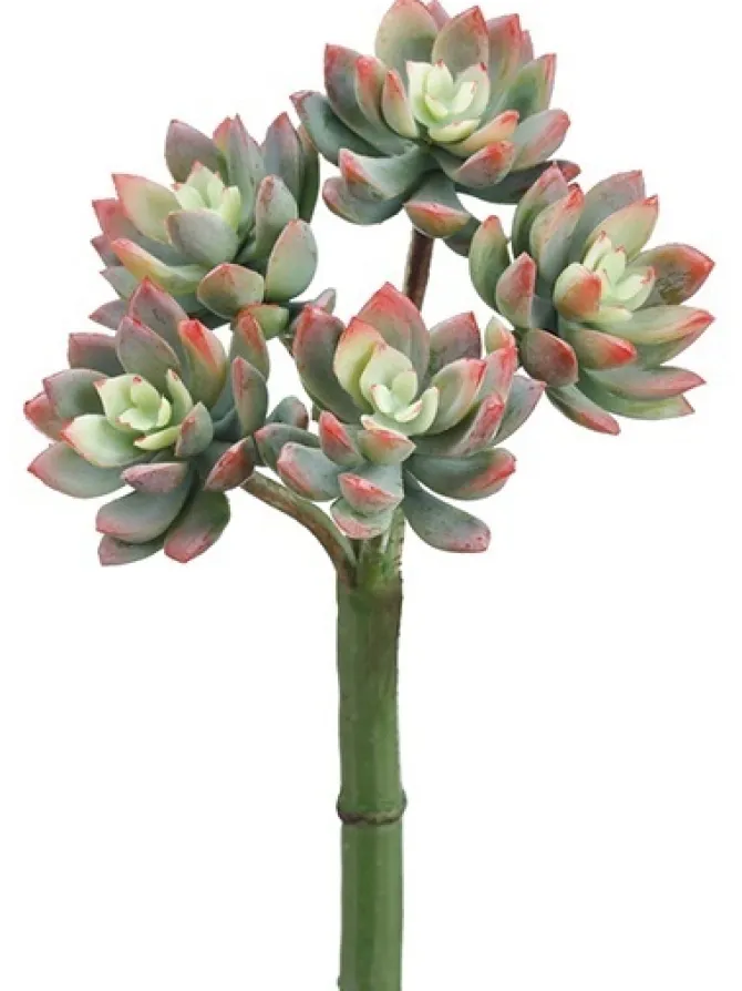 echeveria__in_green__red_0.webp Echeveria 9 in. Green / Red