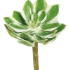 Echeveria 6.5 in. Green/Cream/Pink