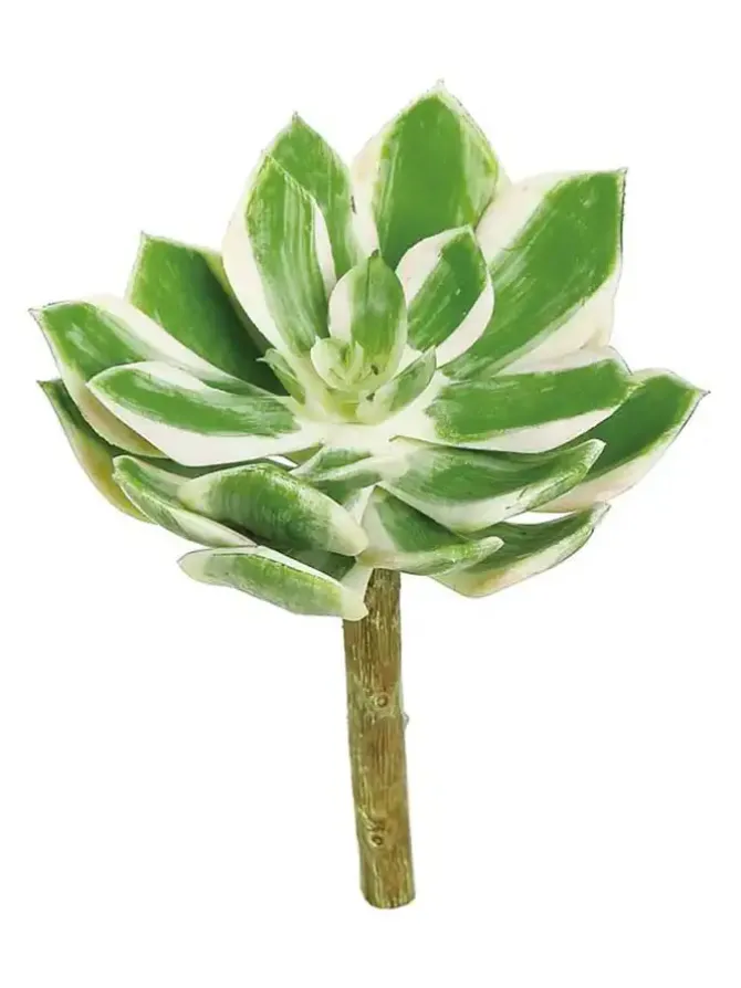 echeveria__in_greencreamp_0.webp Echeveria 6.5 in. Green/Cream/Pink