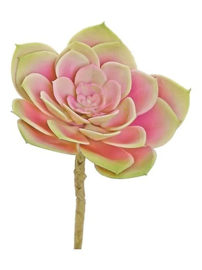 echeveria__in_mauve_0.webp Echeveria 7 in. Mauve