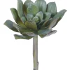 Echeveria Elegans 7 in. Green/Burgundy