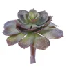 Echeveria Pearl Von 6 in. Burgundy/Green