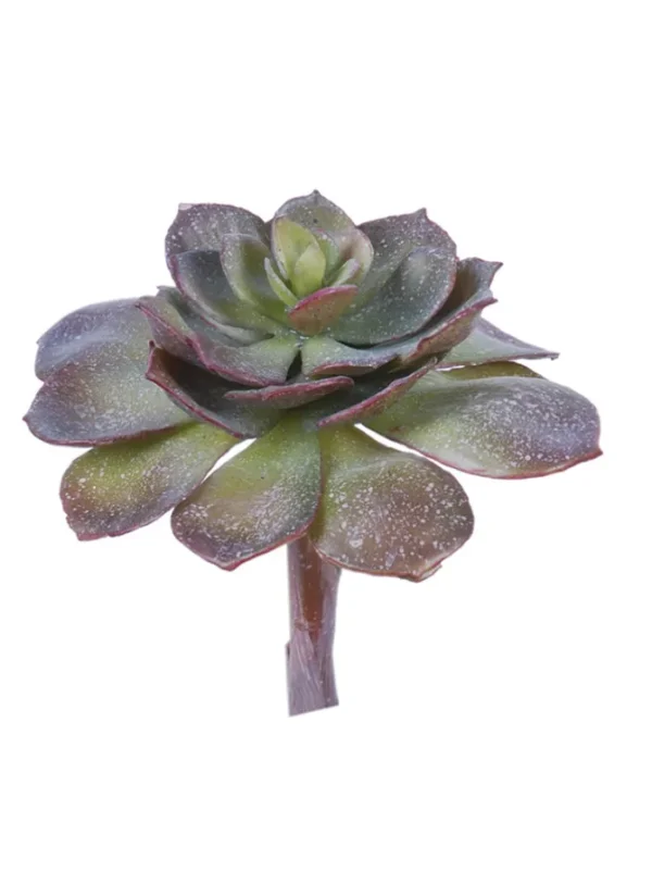 Echeveria Pearl Von 6 in. Burgundy/Green