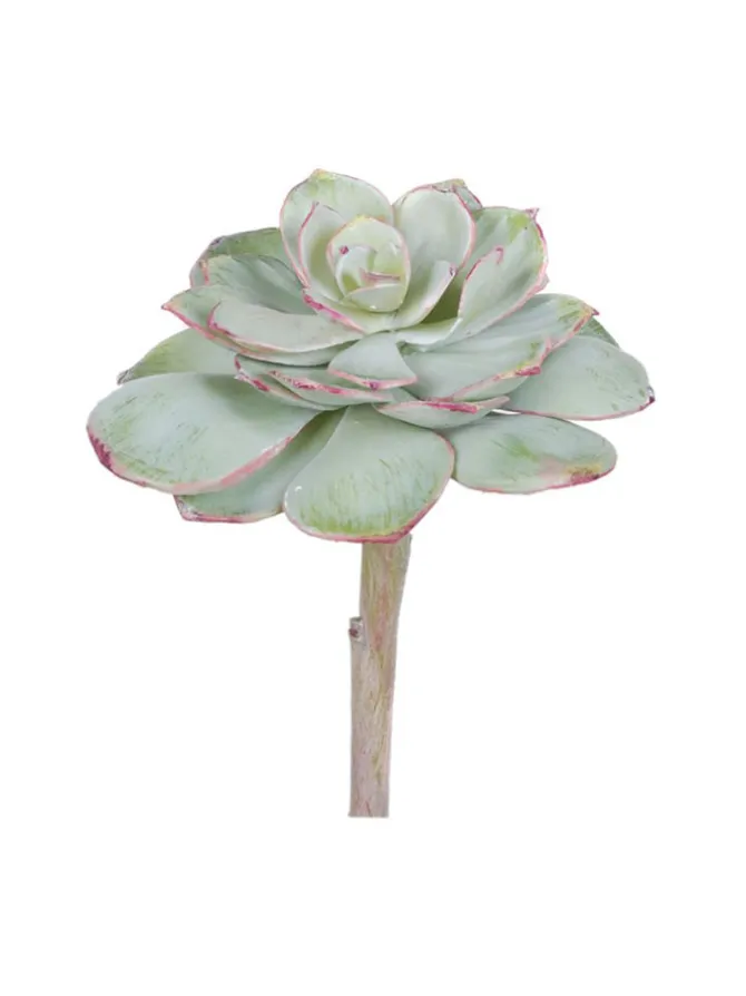 echeveria_pearl_von__in_l_0.webp Echeveria Pearl Von 6 in. Light Green/Burgundy