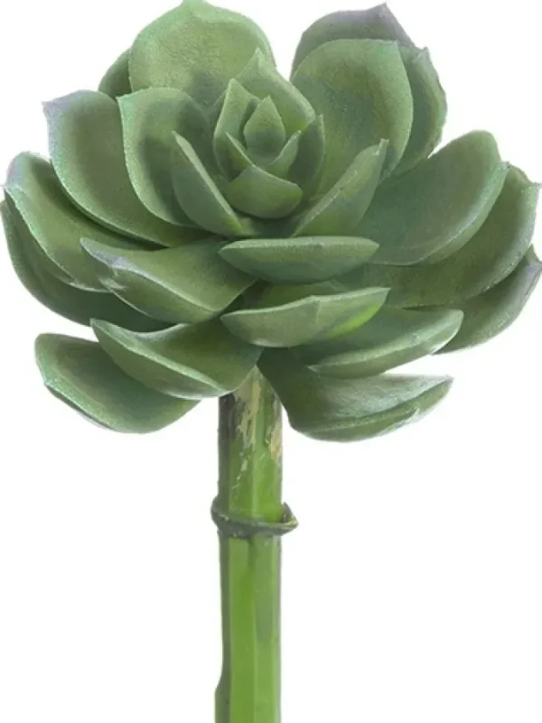 Echeveria Pick 5 in. Green / Grey